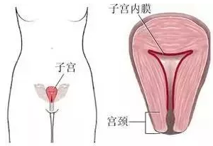 内膜2.png